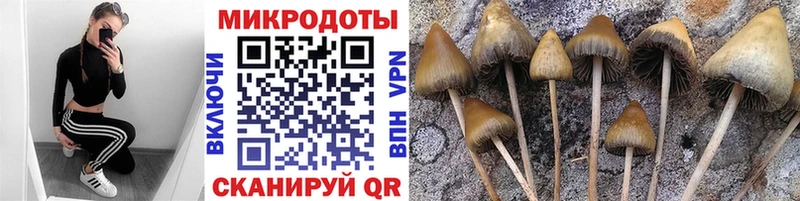 цена   Крымск  Галлюциногенные грибы Cubensis 
